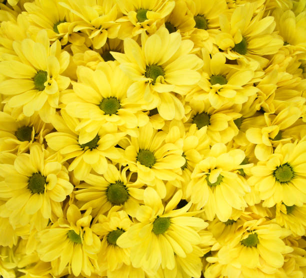 istock bouquet ofof yellow chrysanthemums 694082788