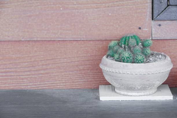 istock Cactus in pot natural beautiful, slelect focus with shallow depth, and copy space 694083420