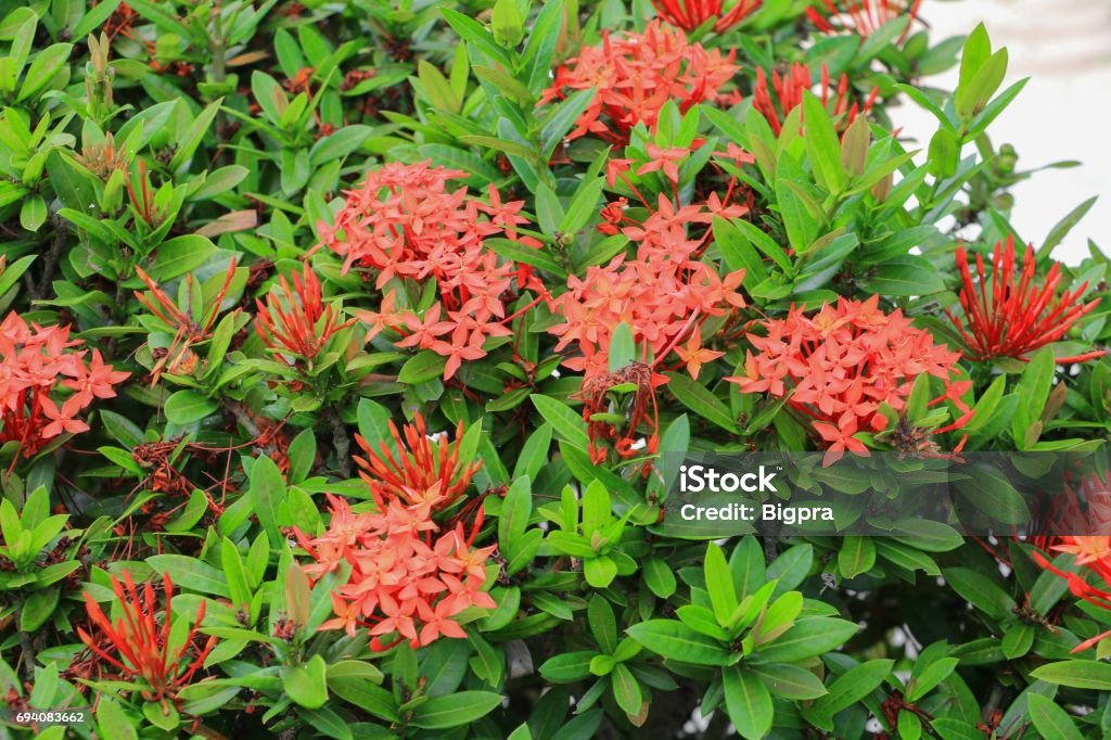 Foto de Ixora Pico De Flor Vermelha Lindo Na Árvore e mais fotos de stock  de Arbusto - iStock