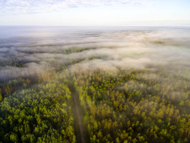 istock drone image. aerial view of morning mist over green forest 694083796