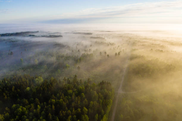 istock drone image. aerial view of morning mist over green forest 694083802