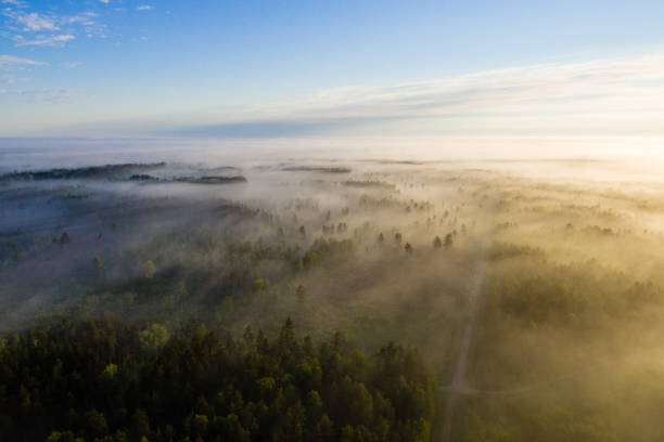 istock drone image. aerial view of morning mist over green forest 694083824