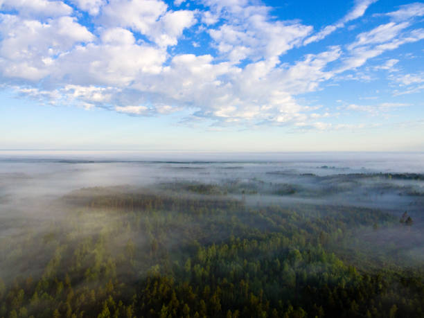 istock drone image. aerial view of morning mist over green forest 694083838