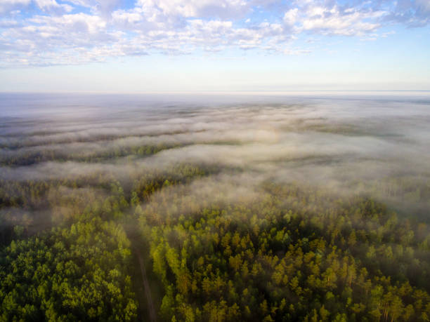 istock drone image. aerial view of morning mist over green forest 694083840