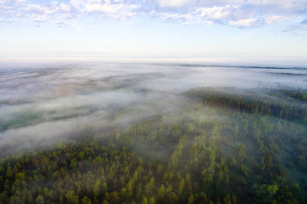 istock drone image. aerial view of morning mist over green forest 694083868