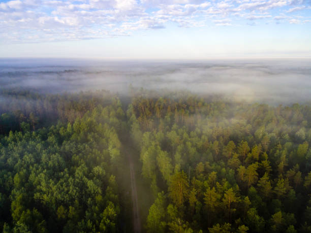istock drone image. aerial view of morning mist over green forest 694083906