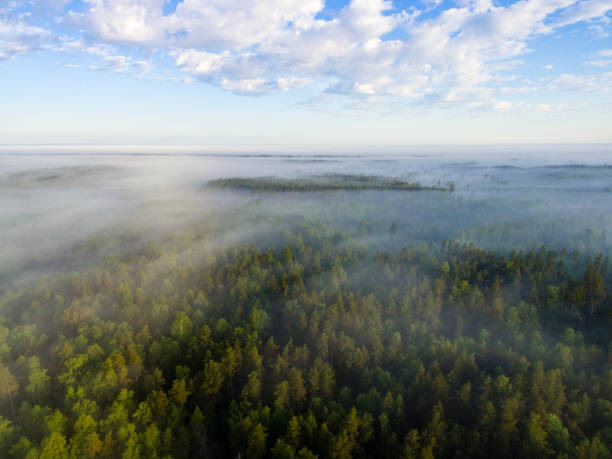 istock drone image. aerial view of morning mist over green forest 694083912
