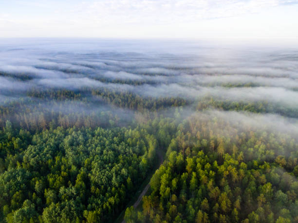 istock drone image. aerial view of morning mist over green forest 694083916
