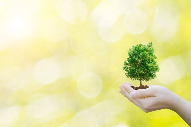 istock Ecology concept Human hands holding big plant tree with on blurred sunset background world environment day 694084298
