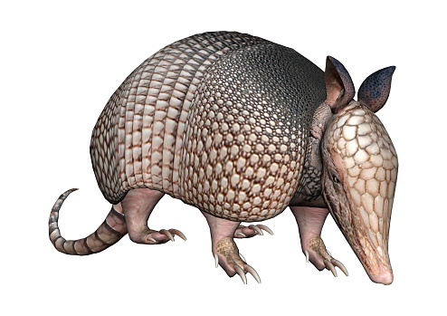 3D rendering of a wild armadillo isolated on white background