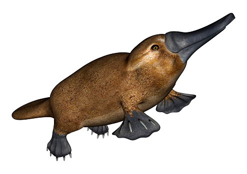 3D digital render of a semi-aquatic mammal native to eastern Australia platypus isolated on white background