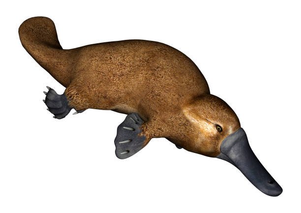 3D Rendering Platypus on White 3D digital render of a semi-aquatic mammal native to eastern Australia platypus isolated on white background duck billed platypus stock pictures, royalty-free photos & images