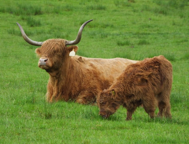 istock Highland Cow & Calf 694090064