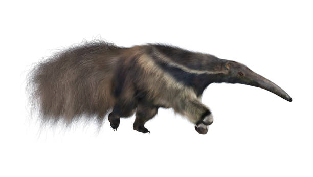 3D Rendering Giant Anteater on White 3D digital render of an amazing animal giant anteater isolated on white background echidna isolated stock pictures, royalty-free photos & images