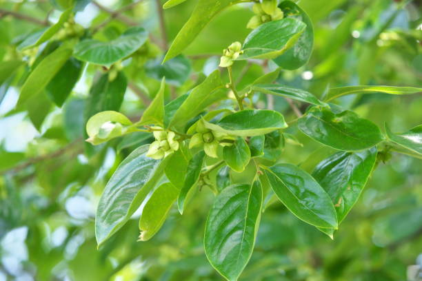 Young fruit of the Japanese persimmon