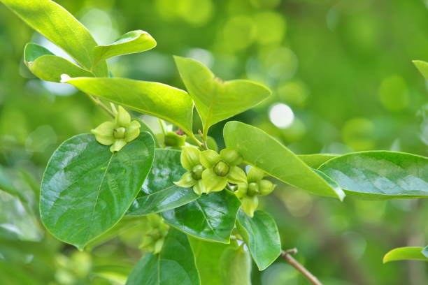 istock Young fruit of the Japanese persimmon 694091450