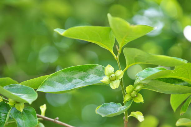 istock Young fruit of the Japanese persimmon 694091512