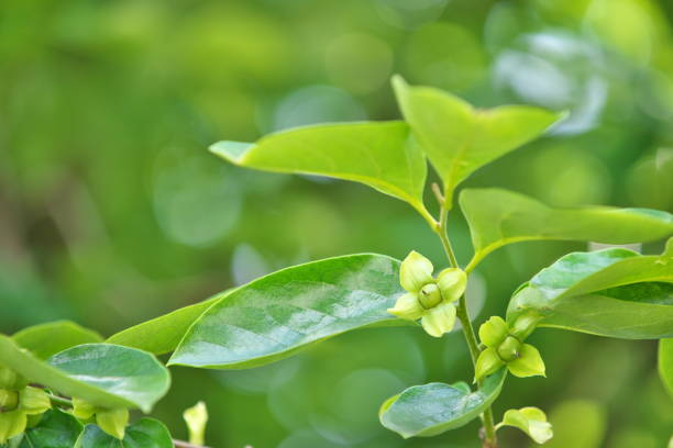 istock Young fruit of the Japanese persimmon 694091546