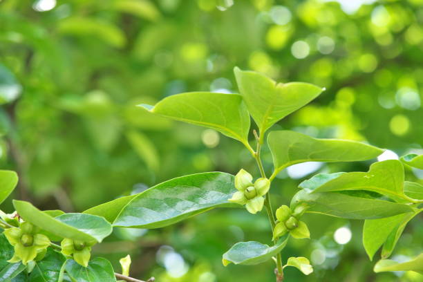 istock Young fruit of the Japanese persimmon 694091596