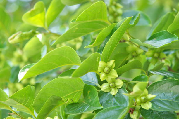 istock Young fruit of the Japanese persimmon 694091636