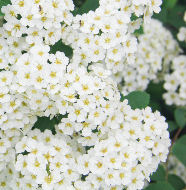 istock Bush of blooming hawthorn in the summer 694091804