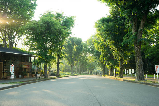 Early birds run in the Park in Tokyo Japan This was taken just before 6am. There were a lot of people here to exercise. setagaya ward stock pictures, royalty-free photos & images