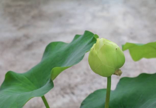 istock Lotus flower  lilly   beautiful, and soft background 694095166