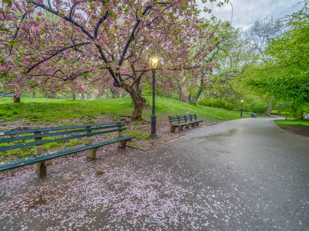 istock Central Park, New York City spring 694105048