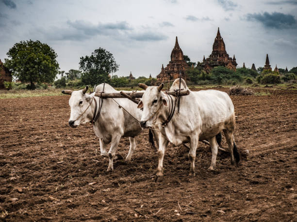 Pair of oxes plowing field in Bagan Myanmar