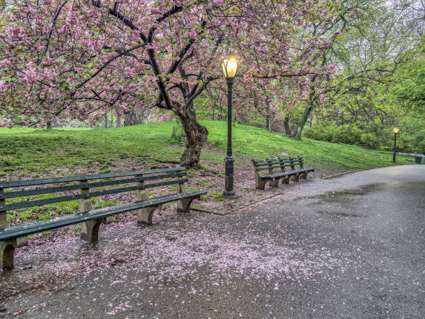 istock Central Park, New York City spring 694109034