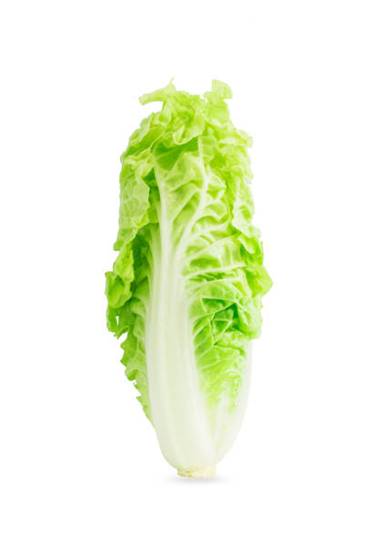 istock Chinese cabbage isolated on the white background. 694109432