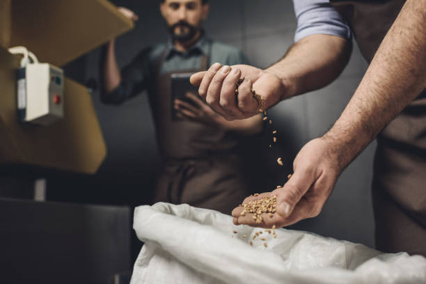 Brewery worker inspecting grains Close-up partial view of male brewery worker in apron inspecting bag with grains distillery still photos stock pictures, royalty-free photos & images