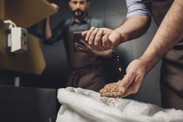 pracownik browaru kontrolujący ziarna - brewery beer barley cereal plant zdjęcia i obrazy z banku zdjęć