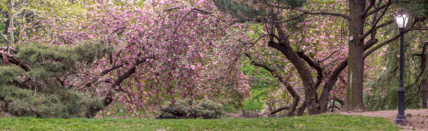 istock Central Park, New York City spring 694109590