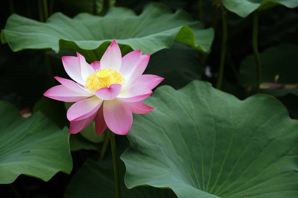 istock Pink lotus flower 694109972