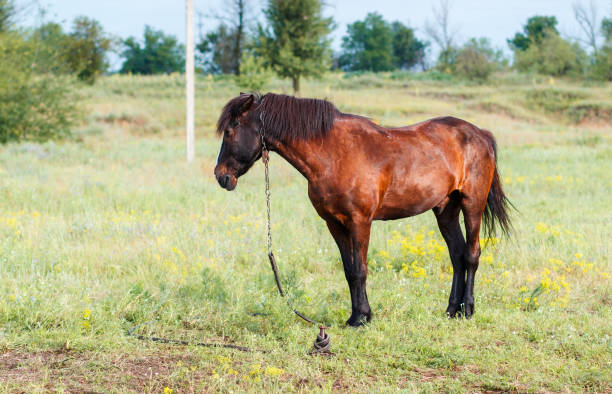 istock Brown horse in the field 694117052