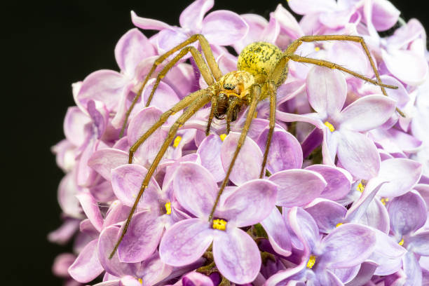 Fat Rounds Spider Big Fat Spiders Stock Photos, Pictures & Royalty-Free Images - iStock