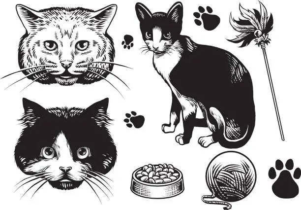 Vector illustration of hand drawn style cat collection