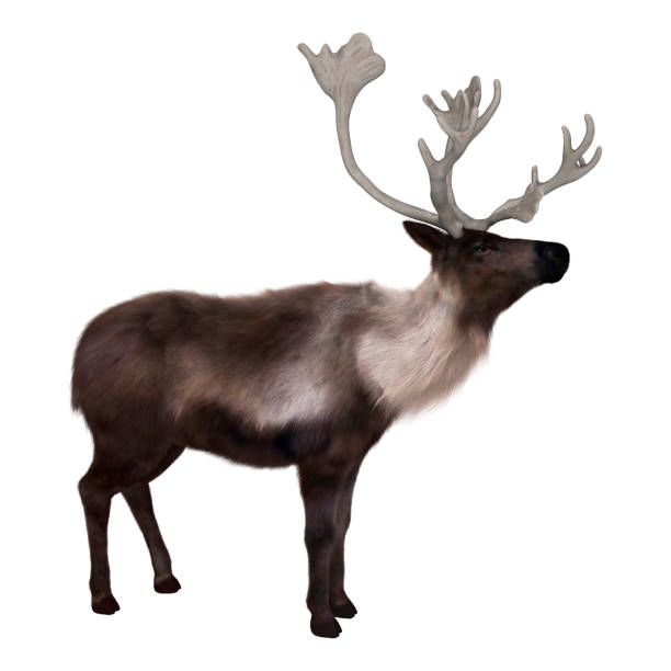 istock 3D Render North American Caribou on White 694121730