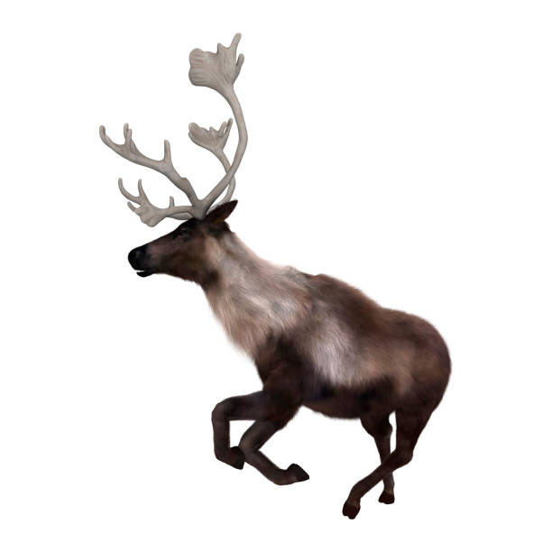 istock 3D Render North American Caribou on White 694121742