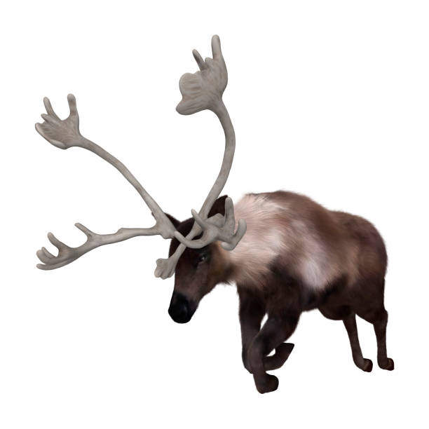 istock 3D Render North American Caribou on White 694121764