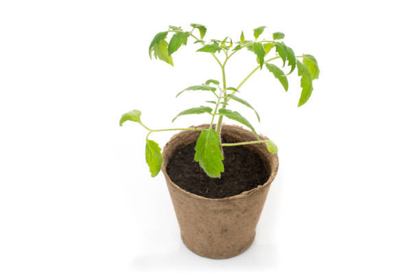 istock Young tomato seedling in a pot with a garden trowel 694122322