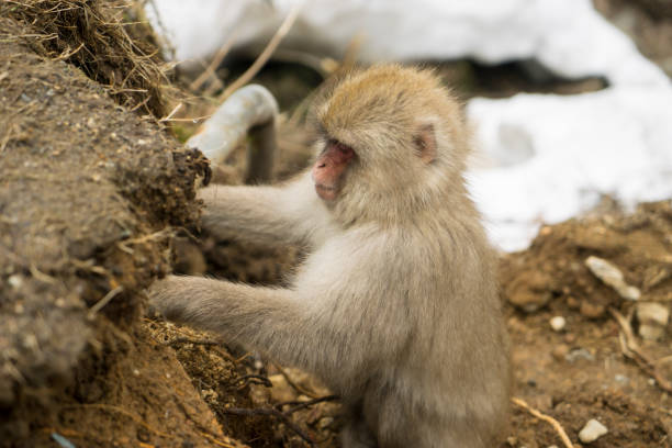 Nagano Snow Monkey stock photo