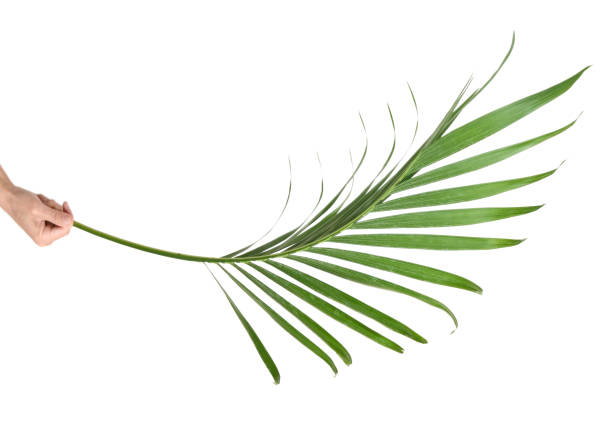 istock Green leaf of palm tree isolated on white background 694129104