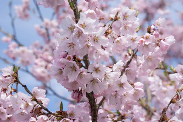 Cherry Blosom in Jpan stock photo