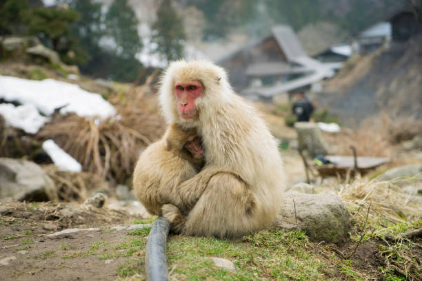 Nagano Snow Monkey stock photo