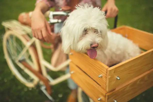 Close up photography of a woman on a bike and her dog in a bicycle basket,sticking tongue out,maltese dog