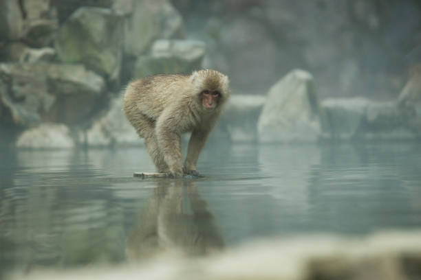 Nagano Snow Monkey – Foto