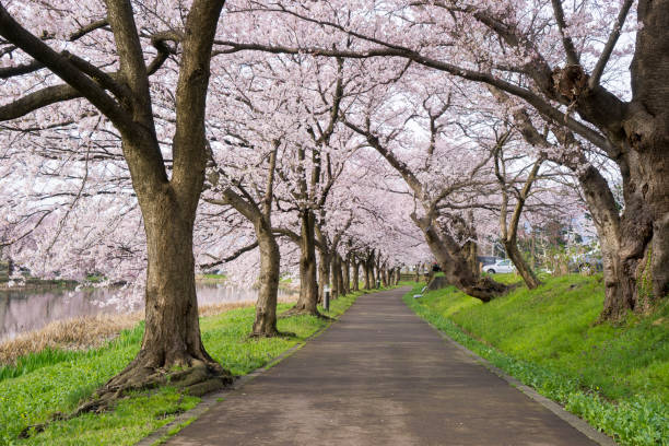 Cherry Blosom in Jpan stock photo