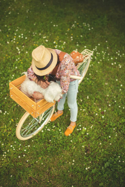 Close up photography of a woman on a bike and her dog in a bicycle basket,sticking tongue out,maltese dog